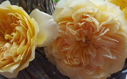 ROSE RAMBLER 30TH SEPTEMBER, 2021