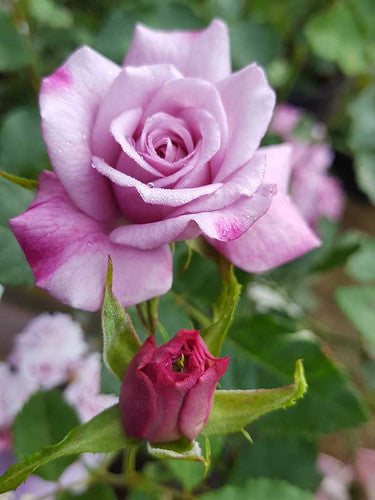 ROSE RAMBLER 10TH FEBRUARY, 2022
