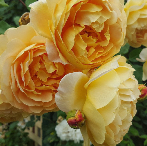 Rose Rambler: 22nd June 2023 - How to Grow Potted Roses Well