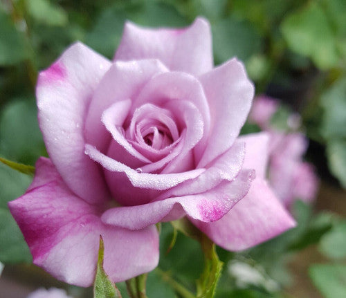 Rose Rambler: 14th March 2024. Buy one Blue, get another Blue ½ price