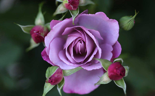 ROSE RAMBLER 28TH JANUARY, 2021