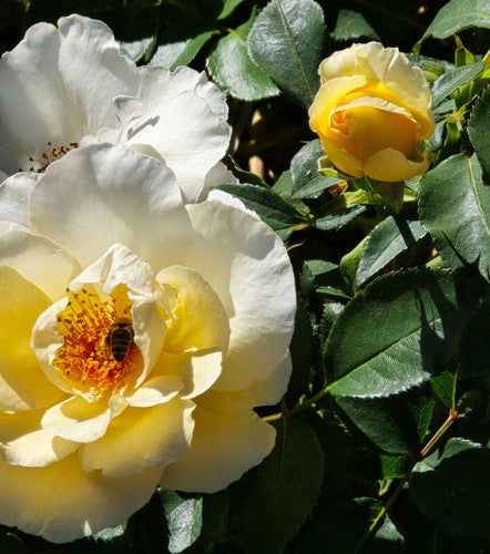 Rose Rambler: 28th March 2024. Buy 3 potted roses, get 1 potted rose FREE!