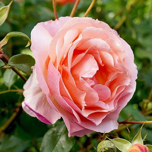 ROSE RAMBLER 29TH SEPTEMBER, 2022