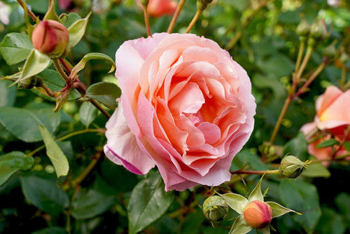 Rose Rambler: 29th August 2024. Remove tags from David Austin roses.