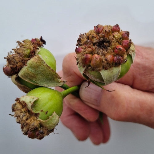 Rose Rambler: 4th April 2024. Save on BARE ROOTED for only 2 MORE WEEKS!