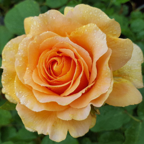 Rose Rambler: 20th July 2023 - Amazing Garden Roses