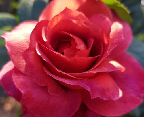 ROSE RAMBLER 2ND SEPTEMBER, 2021