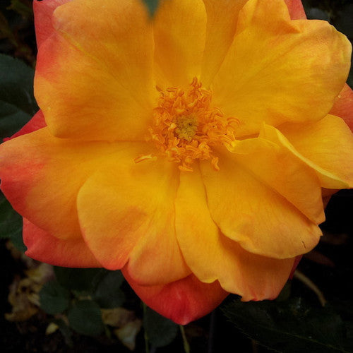 ROSE RAMBLER 13TH OCTOBER, 2022