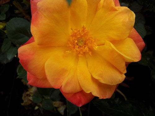 ROSE RAMBLER 9TH DECEMBER, 2021