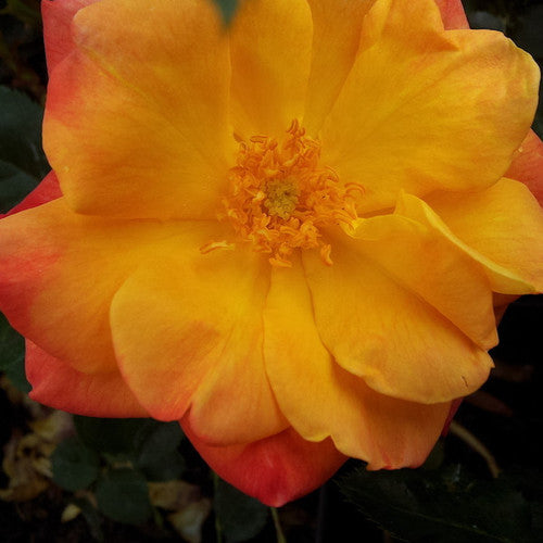 Rose Rambler: 19th October 2023 - More About Glysophate