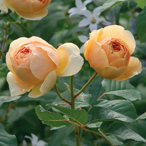 Rose Rambler: 9th November 2023 - Popular Varieties Back in Stock