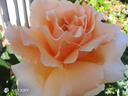 ROSE RAMBLER 2ND DECEMBER, 2021