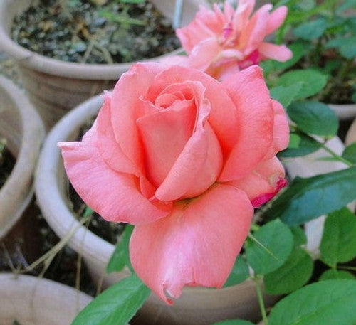 Rose Rambler: 31st August 2023 - Magnificent Spring ... Roses Release