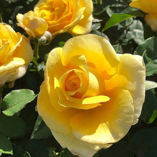 ROSE RAMBLER 8TH SEPTEMBER, 2022