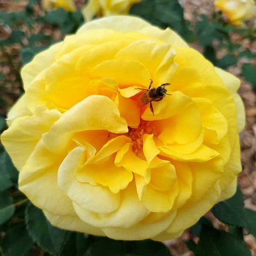 ROSE RAMBLER 2ND JUNE, 2022