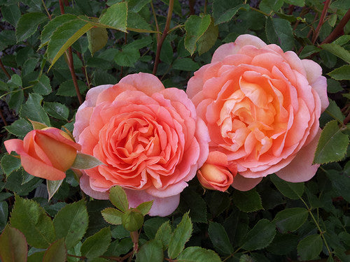 ROSE RAMBLER 19TH NOVEMBER, 2020