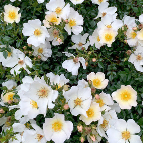 Rose Rambler: 15th February 2024. Little Wonder, two for the price of ONE!
