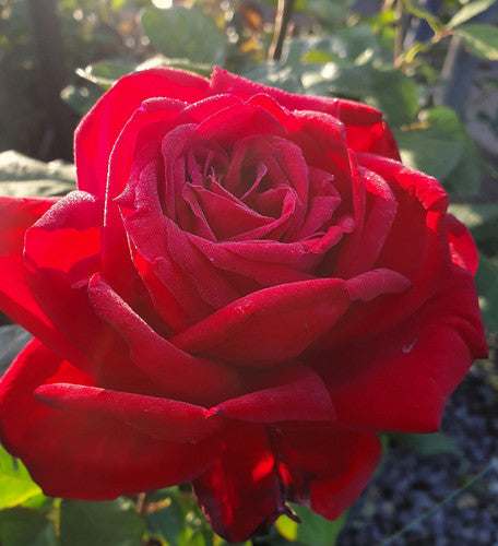 Rose Rambler: 25th January 2024. Pruning Climbing Roses. Special 50% Off