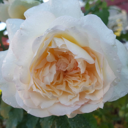 ROSE RAMBLER 10TH NOVEMBER, 2022