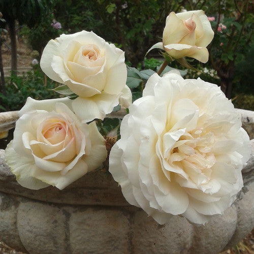 Rose Rambler: 17th August 2023 - When a Rose is a Climbing Rose