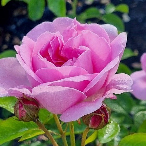 Rose Rambler: 1st February 2024. Organic Fertiliser Benefits. Two Rose ...