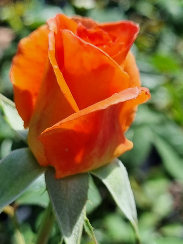 Rose Rambler: 22nd February 2024. Monica Hybrid Tea Rose - Buy one, get one ½ price