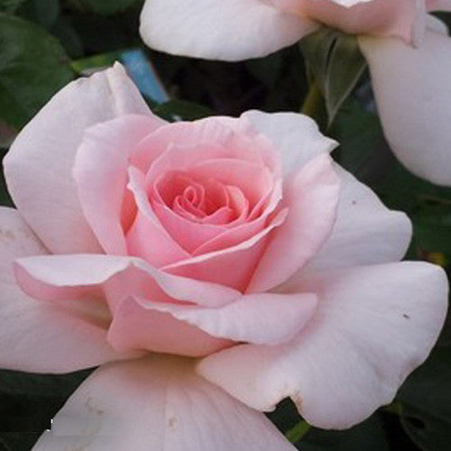 Rose Rambler: 14th September 2023 - Tagged4Life. Bare Rooted Standards
