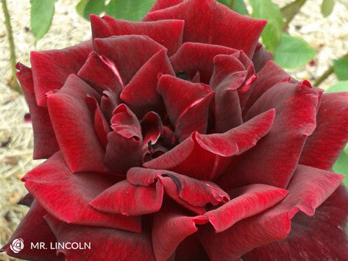 Rose Rambler: 21st March 2024. Buy 1, Get 1 Free. Re-mulching time.