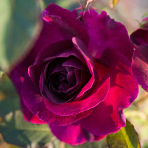 Rose Rambler: 15th Jun 2023 - Winter Soltace & Going Potty