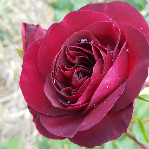 Rose Rambler: 28th September 2023. 30 Reasons to Mulch