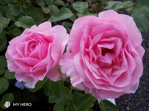 Rose Rambler: 22nd August 2024. Father's Day special offer!
