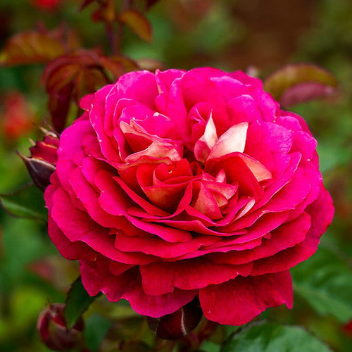 ROSE RAMBLER 11TH NOVEMBER, 2021