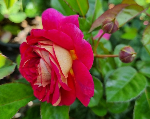 ROSE RAMBLER 27TH JANUARY, 2022