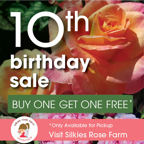 ROSE RAMBLER 21ST APRIL, 2022