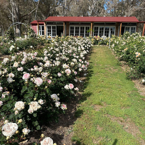 Rose Rambler: 18th April 2024. Receive your FREE Pot Luck Rose