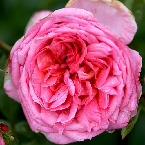 ROSE RAMBLER 23RD FEBRUARY, 2023