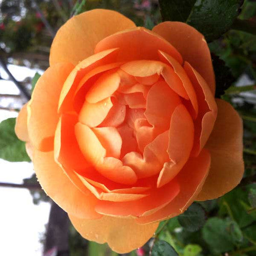 ROSE RAMBLER 21st JULY, 2022