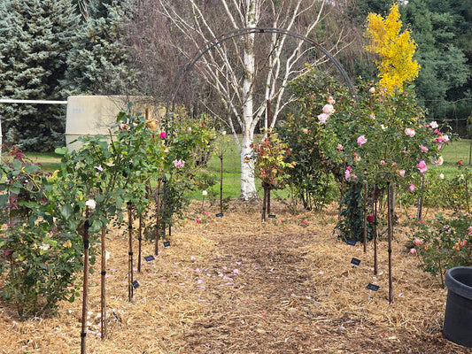 Rose Rambler: 9th May 2024. Mulch Your Garden