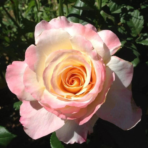 Rose Rambler: 21st September 2023 - New Releases. Yea Garden Expo
