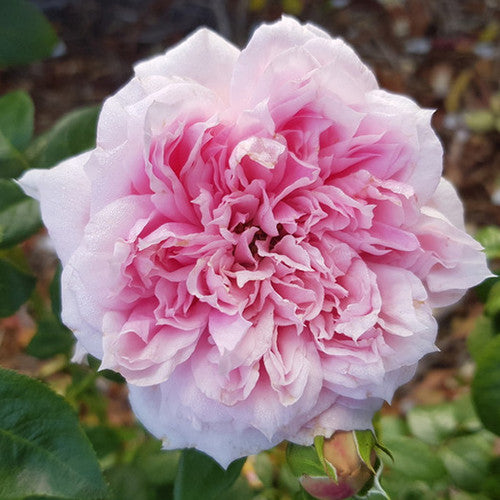 ROSE RAMBLER 22ND DECEMBER, 2022
