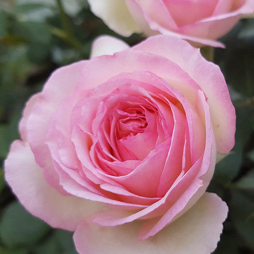 Rose Rambler: 5th October 2023. Check Watering Systems