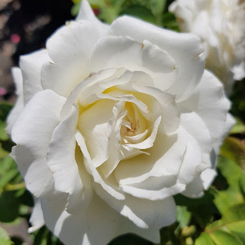 Rose Rambler: 1st Jun 2023 - Gra's Promo Bundle