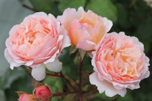 Rose Rambler: 9th September 2024 PRINCESS CHARLENE DE MONACO ½ PRICE