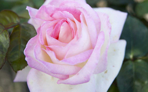 ROSE RAMBLER – SPECIAL EDITION – 9TH NOVEMBER, 2020