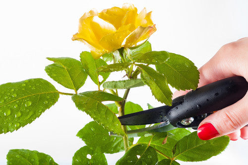 ROSE RAMBLER 3RD JUNE, 2021