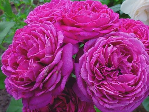 ROSE RAMBLER 23RD SEPTEMBER, 2021