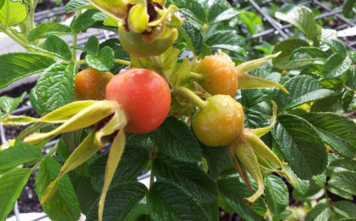 ROSE RAMBLER, 11TH MARCH, 2021