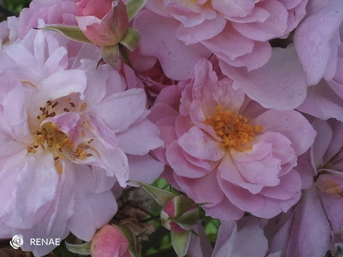 ROSE RAMBLER 18TH NOVEMBER, 2021