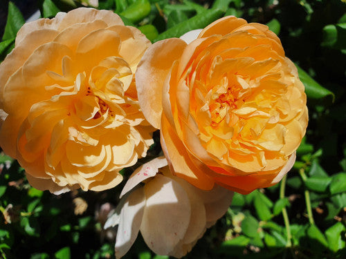 Rose Rambler: 7th December 2023. Mother Nature