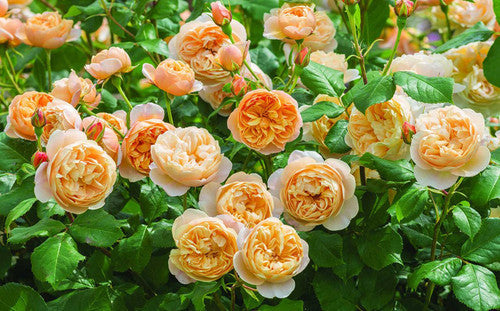 ROSE RAMBLER 25TH MARCH, 2021